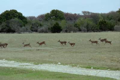 Texas Bandera her deer.JPG
